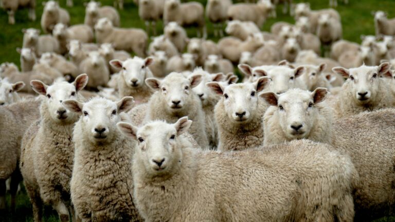Troupeau de moutons symbolisant le respect des normes sociales
